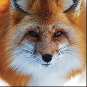 red1964fox